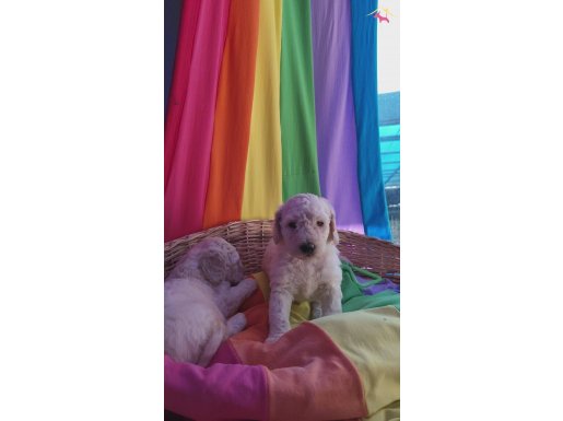 ANNE BABA GÖREREK SECEBİLECEGİNİZ DEV POODLE YAVRULAR 