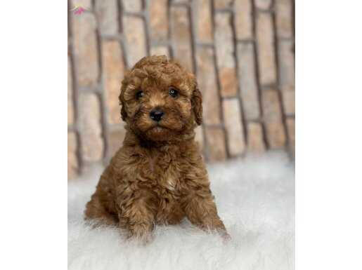 A KALİTE ORJİNAL TOY POODLE YAVRULAR 