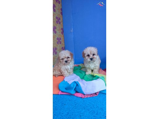 ANNE BABA ORJİNAL MALTİPOO YAVRULAR 