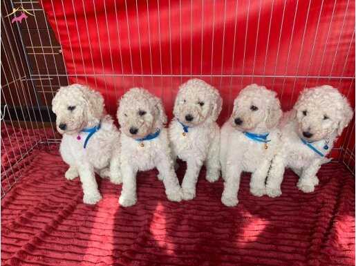 COK UYGUN RAKAMLARA DEV(STANDART) POODLE YAVRULAR 
