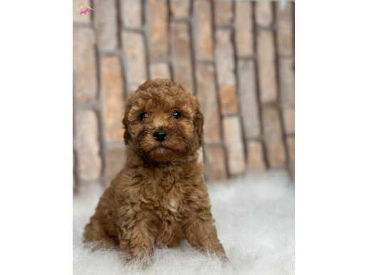RED BROWN A KALİTE GERÇEK TOY POODLE YAVRULAR 