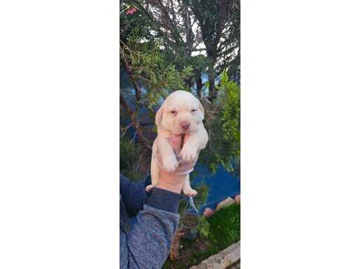 SINIFININ EN İYİSİ ORİJİNAL LABRADOR YAVRULAR