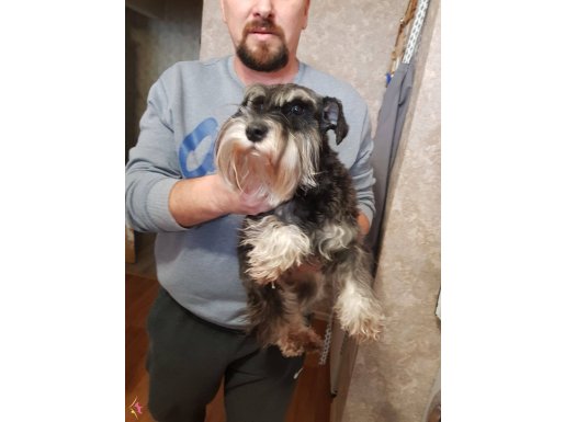 YETİŞKİN 1 İLE 3 YAŞ ARASI ORİJİNAL SCHNAUZER KÖPEKLER 
