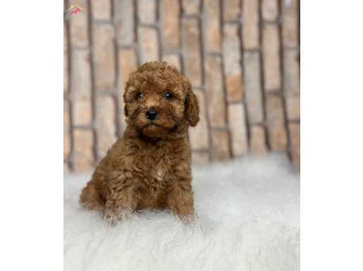 RED BROWN KIZIL ORJİNAL GERÇEK TOY POODLE YAVRULAR 