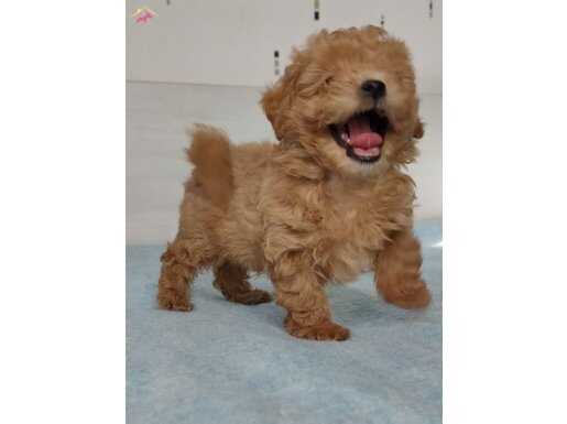 ORJİNAL GERÇEK HER RENK MALTİPOO YAVRULAR 