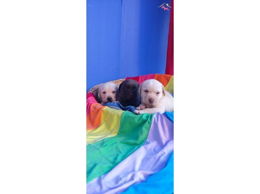 HER RENK ORJİNAL LABRADOR YAVRULAR 