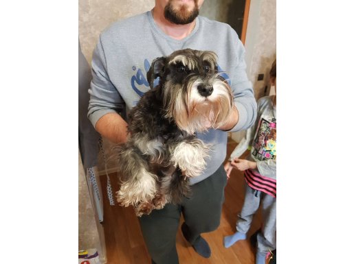 COK UYGUN RAKAMA 2 YASİNDA DİŞİ ERKEK SCHNAUZER 