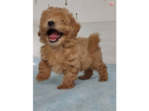 GERÇEK KALİTE MALTİPOO YAVRULAR 