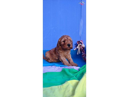 ANNE VE BABA DA ORJİNAL COCKAPOO YAVRULR