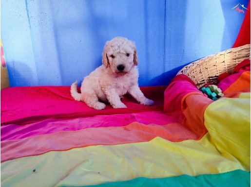 ORJİNAL GERÇEK DEV(STANDART) POODLE YAVRULAR 