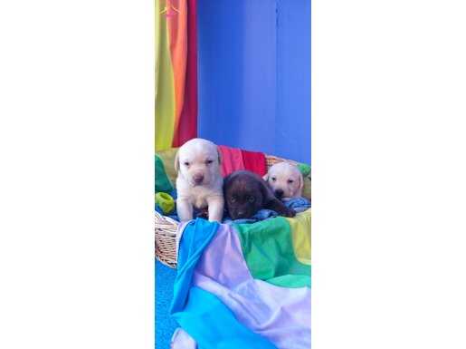 ÇİKOLATA,KREM VE SİYAH ORJİNAL LABRADOR RETRİEVER 