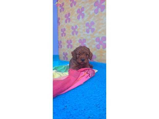 RED BROWN KIZIL ORJİNAL TOY POODLE YAVRULAR 
