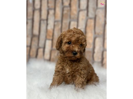 HER RENK HER BOY A KALİTE TOY POODLE YAVRULAR 