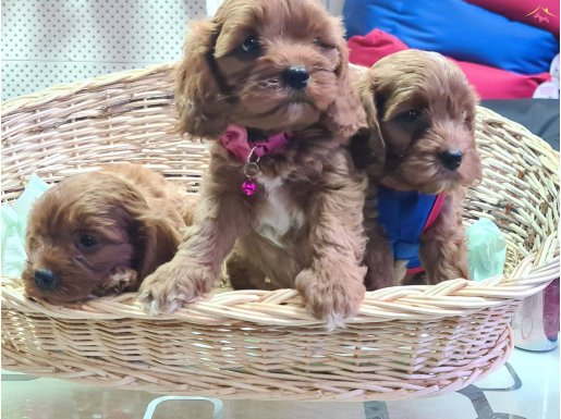 GERÇEK CAVAPOO ANNE BABADAN A KALİTE YAVRULAR