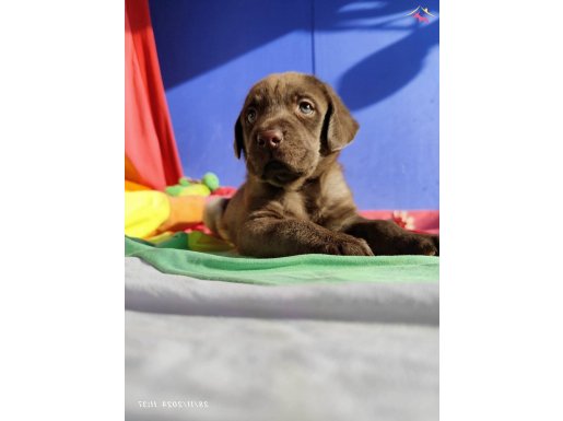 HER RENK MÜTHİŞ GÜZELLİKTE LABRADOR YAVRULAR 