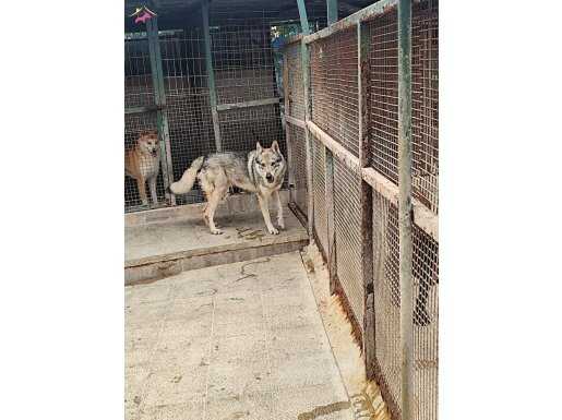1.5 yaşında wolf dog  uysal erkek.