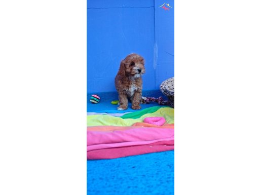 ŞOK ŞOK FİYATA GERÇEK MALTİPOO YAVRULAR 