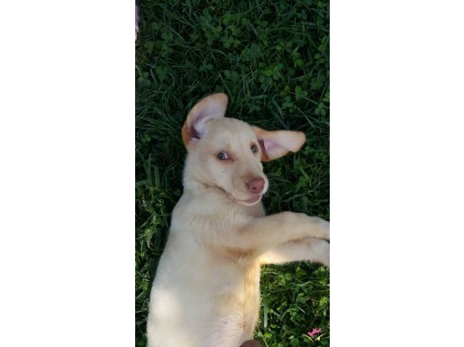 ŞOK ŞOK FİYATA LABRADOR RETRİEVER YAVRULAR 