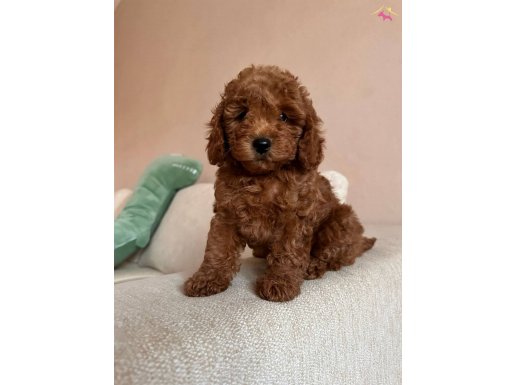 HER RENK HER BOY ORJİNAL TOY POODLE YAVRULAR 
