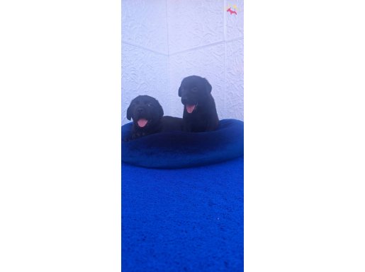 KREM VE SİYAH RENK LABRADOR RETRİEVER YAVRULARIMIZ 