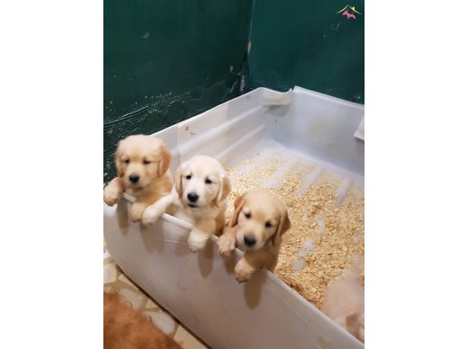 BEBEK YÜZ GERÇEK GOLDEN RETRİEVER YAVRULAR 
