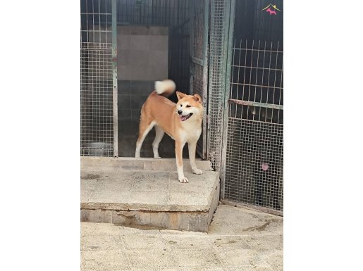 3-4 YAŞLARINDA ORJİNAL DİŞİ JAPON AKİTA