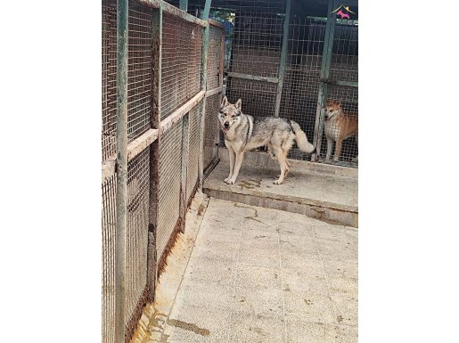 2 YAŞINDA ERKEK WOLF DOG