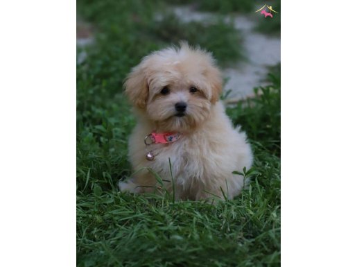 HER BÜTÇEYE UYGUN RAKAMLARA GERÇEK MALTİPOO YAVRULAR 