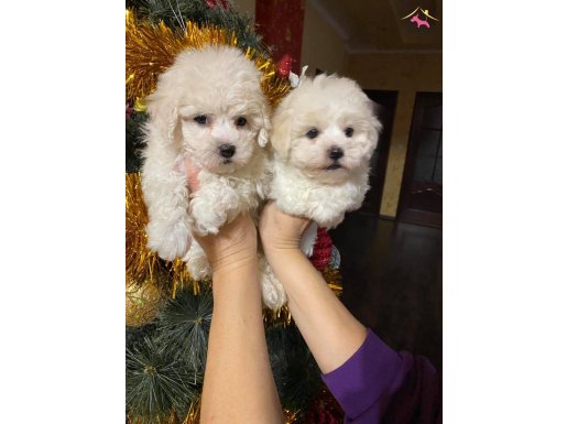 A KALİTE GERÇEK ORJİNAL BİCHON FRİSE YAVRULAR 