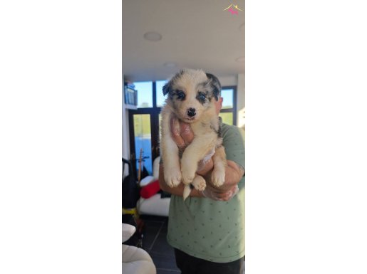 BLUE MERLE ERKEK ORJİNAL A KALİTE BORDER YAVRULAR