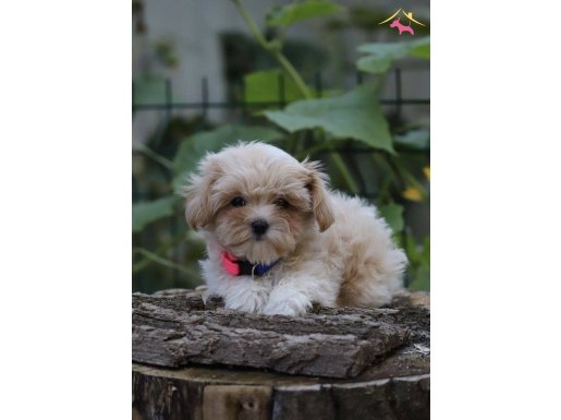 SUPER FİYATLARA GERÇEK MALTİPOO YAVRULAR 