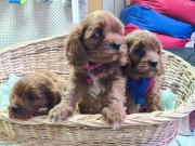 ANNE BABA ORJİNAL GERÇEK CAVAPOO YAVRULAR
