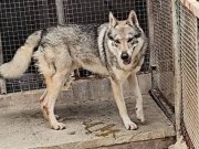 1.5 yaşında wolf dog  uysal erkek.