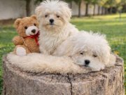 İNANILMAZ UYGUN FİYATLARA GERÇEK MALTİPOO YAVRULAR 