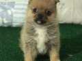 MİKRO BOY POMERANİAN SPİTZ ERKEK YAVRU 