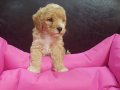ANNE VE BABA ORJİNAL MALTİPOO YAVRULAR 