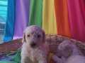 COK UYGUN FİYATA DEV(STANDART) POODLE YAVRULAR