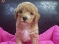 ANNE BABA GERÇEK MALTİPOO YAVRULAR 