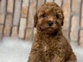 RED BROWN KIZIL ORJİNAL TOY POODLE YAVRULAR 