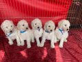 ÇOK UYGUN RAKAMA STANDART(DEV) POODLE YAVRULAR 