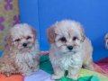 A KALİTE ORJİNAL GERÇEK MALTİPOO YAVRULAR 