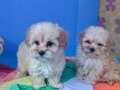 ORİJİNAL SÜPER KALİTE MALTİPOO YAVRULAR 