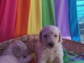 ANNE BABA GÖREREK SECEBİLECEGİNİZ DEV POODLE YAVRULAR 