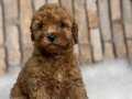 A KALİTE ORJİNAL TOY POODLE YAVRULAR 