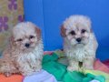 ANNE BABA ORJİNAL MALTİPOO YAVRULAR 
