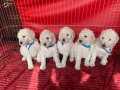 COK UYGUN RAKAMLARA DEV(STANDART) POODLE YAVRULAR 