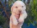 SINIFININ EN İYİSİ ORİJİNAL LABRADOR YAVRULAR