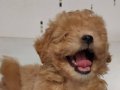 ORJİNAL GERÇEK HER RENK MALTİPOO YAVRULAR 