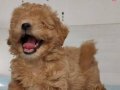 GERÇEK KALİTE MALTİPOO YAVRULAR 