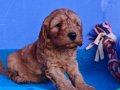 ANNE VE BABA DA ORJİNAL COCKAPOO YAVRULR